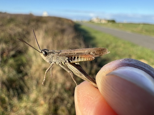 Chorthippus biguttulus, 2026-10-20
