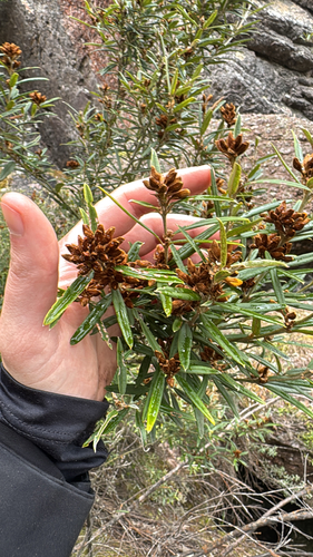 Oxylobium arborescens observed 2026-10-20