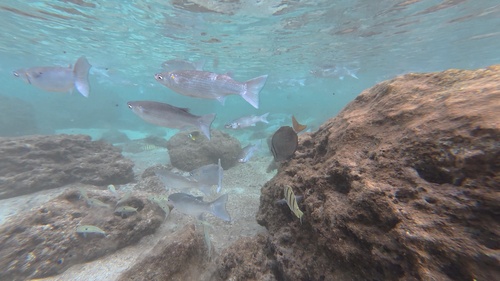 Neomyxus leuciscus observed 2026-10-19
