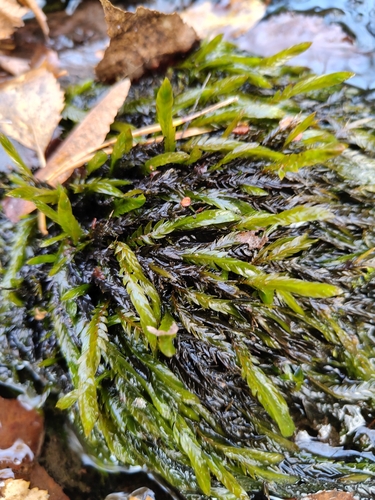 Fontinalis antipyretica observed 2026-10-15