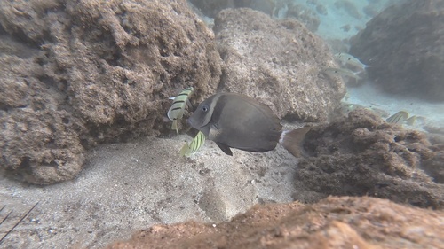Acanthurus leucopareius observed 2026-10-19