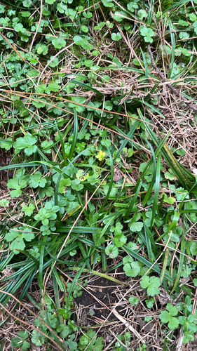Ranunculus taisanensis observed 2026-10-17