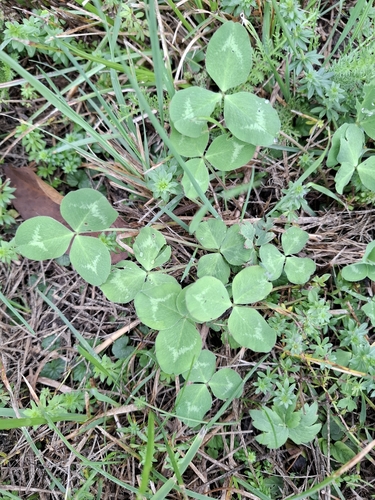 Red Clover
