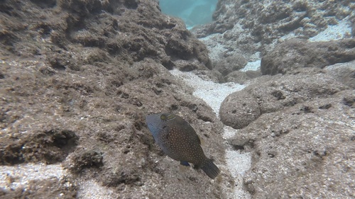 Canthigaster observed 2026-10-19