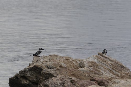 iNaturalist image