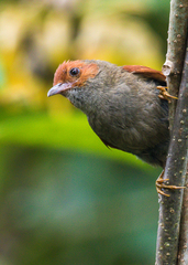 Red-Faced Spinetail photo 2