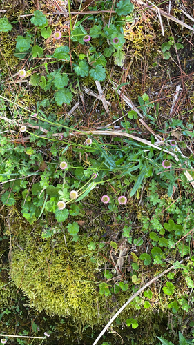 Myriactis humilis observed 2026-10-17