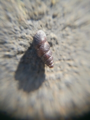Chondrina