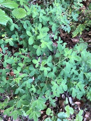 Chamaecytisus hirsutus