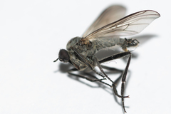 Rhamphomyia crassirostris