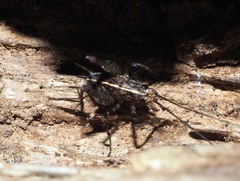 Pleioplectron hudsoni