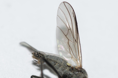 Rhamphomyia crassirostris