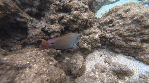 Acanthurus nigrofuscus observed 2026-10-19