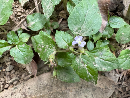 Lobelia zeylanica observed 2026-10-20