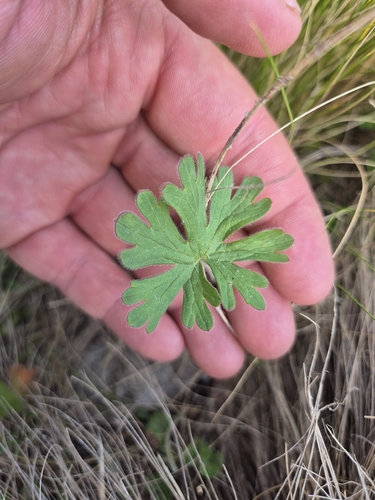 Geranium carolinianum observed 2026-10-20
