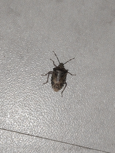 Mottled Stink Bug