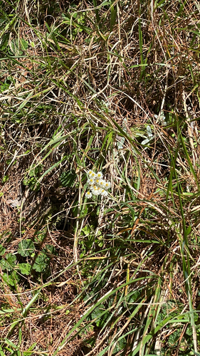 Anaphalis morrisonicola observed 2026-10-17