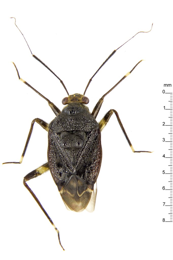 Leprocapsus