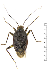 Leprocapsus