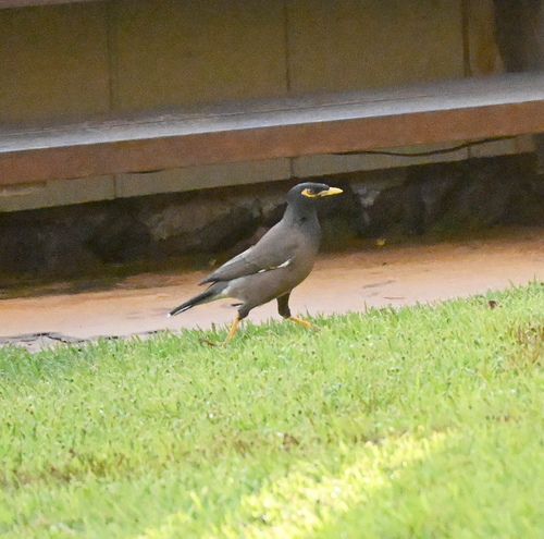 Acridotheres tristis observed 2026-10-19