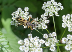 Rutpela maculata