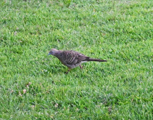 Geopelia striata observed 2026-10-19