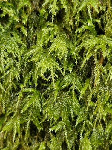 Pseudisothecium myosuroides observed 2026-10-20
