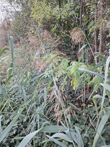 common reed