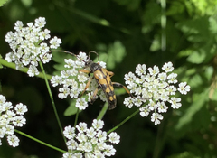 Rutpela maculata