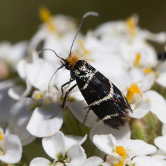 Adela trigrapha