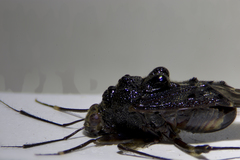 Leprocapsus