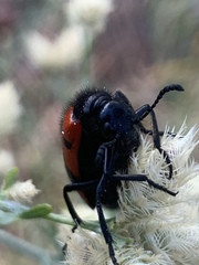 Mylabris quadripunctata