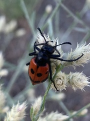 Mylabris quadripunctata