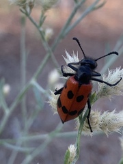 Mylabris quadripunctata