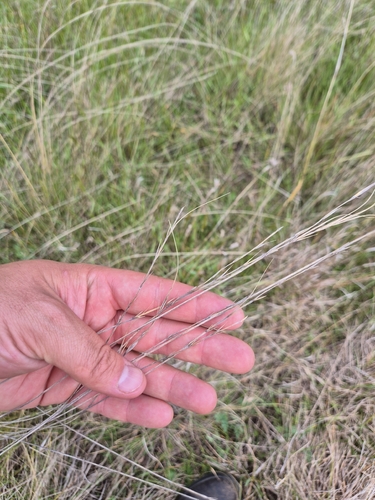 Anthosachne scabra observed 2026-10-20