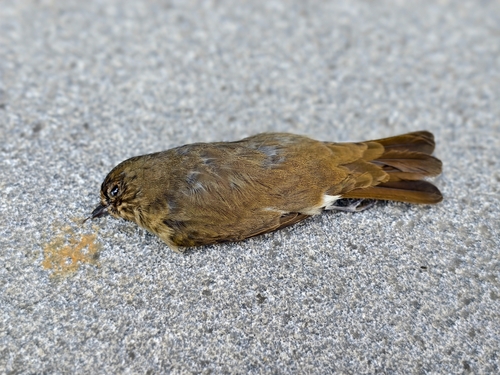 Cyanoptila cyanomelana observed 2026-10-20