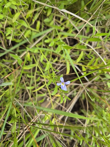 Lobelia pratioides, 2026-10-20