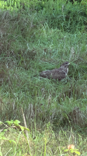 Common Buzzard