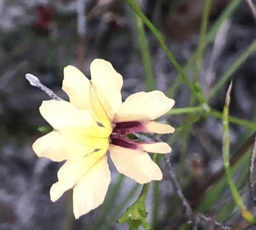 Goodenia trinervis, 2026-10-14