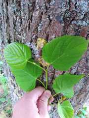 Tilia platyphyllos