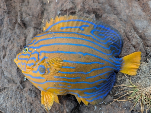 Chaetodontoplus observed 2026-10-20