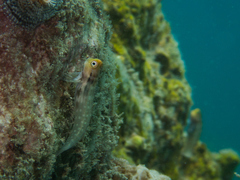 Ecsenius yaeyamaensis