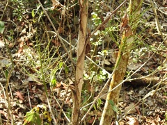 Chamaedorea glaucifolia