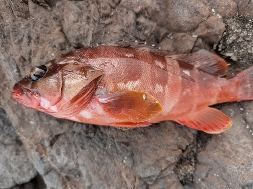 Epinephelus fasciatus observed 2026-10-20