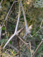 Asparagus buchananii