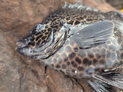 Oplegnathus punctatus observed 2026-10-20