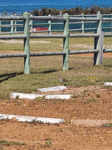 iNaturalist image