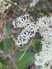 Asparagus buchananii