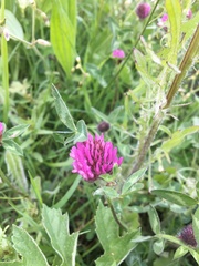 Trifolium pratense