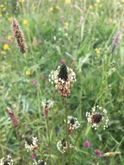 Plantago lanceolata